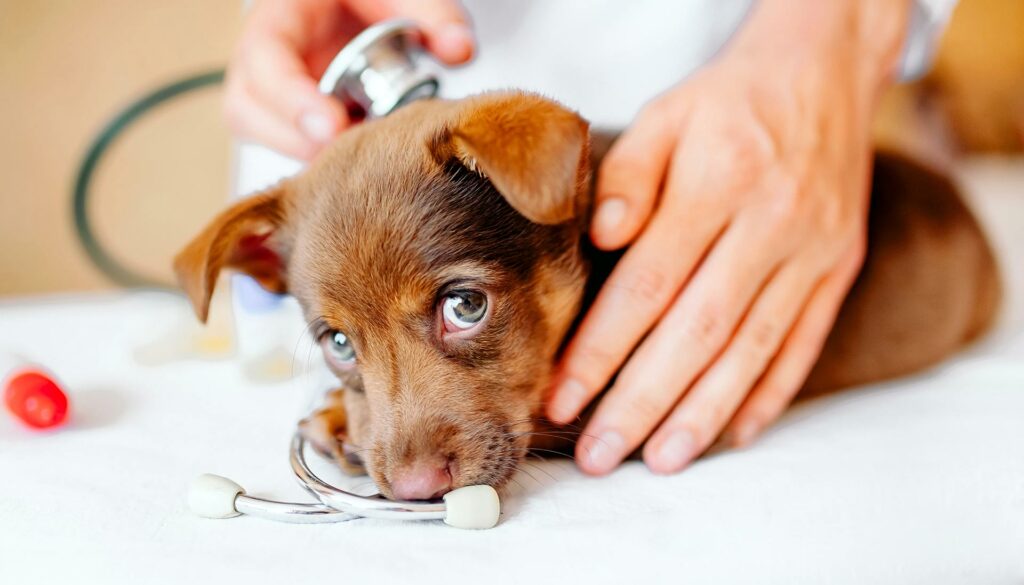 VETERINARY CARE with integrity and heart.